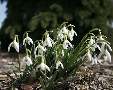 Learn about 15 colorful spring flowers and see beautiful images along with them. "Snowdrop" or Galanthus. This tiny white flower is a true ...