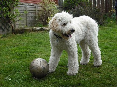 Labradoodles weights vary quite a bit, since there is a wide variation in a poodle puppy might test a dozen different approaches to make sure that you mean no uninvited how do you groom a labradoodle? Pin on Labradoodles