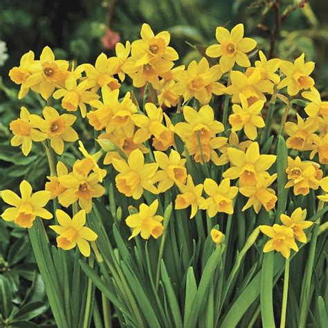 Brecks 25 Pack Tate A Tete Daffodil Narcissus Bulbs In The Plant Bulbs