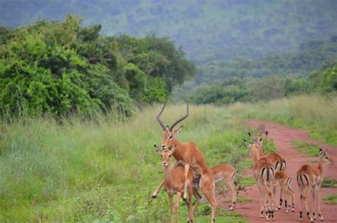 5 Day Kenyan Wildlife Safari National Parks Safari Safarideal