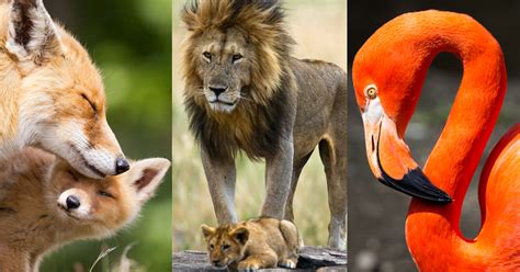 Fathers Day Animal Quiz | Fathers Day Quiz