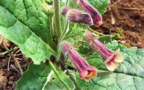 地黄种植技术及病害防治 蜜源植物 酷蜜蜂