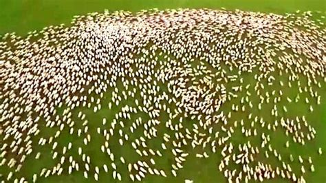 Birds Eye View Of Sheep Looking Like A Flock Of Birds Bbc News