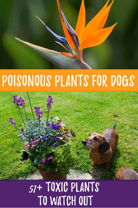 Poisonous Plants For Dogs 51 Toxic Plants To Watch Out Hort Zone