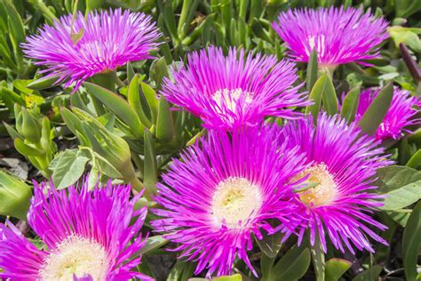 There are peony varieties growing in most u.s. 19 Perennial Flowers for Sun (Gorgeous)