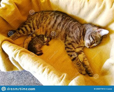 A Tabby Cat Lies With One Of Her Kittens In A Bed The Kitten Lies Next To The Cat Side View Of