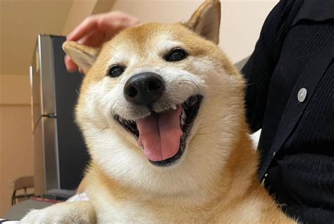 Remembering Cheems The Iconic Shiba Inu Meme Dog Who Touched Hearts