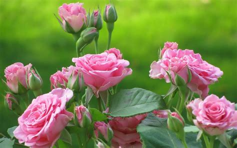 Free Photo Fresh Rose Blooming Flower Fragrance Free Download