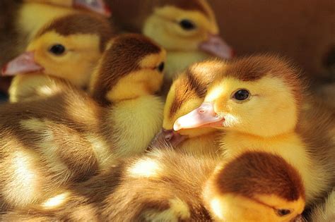 How To Take Care Of A Baby Duckling Fact Sheet And Advice 2023 Pet Keen