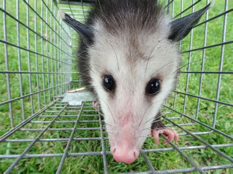 Opossum Removal Washington Dc Opossum Trapping Pg County