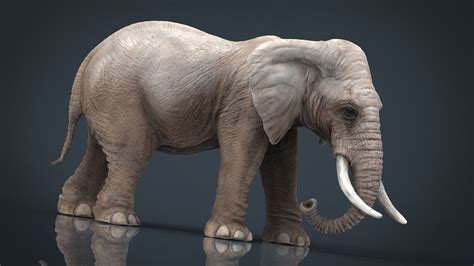 3d Model Elephant With Tusks Vr Ar Low Poly Cgtrader