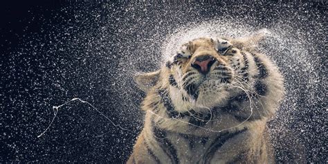 🔥 Free Download A Tiger Coming Out Of Water Animal Hd Wallpaper
