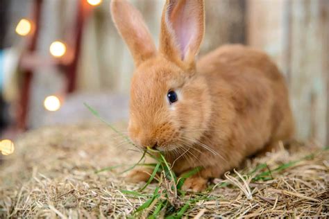 Best Bedding For Rabbits Simplyrabbits Rabbit Care