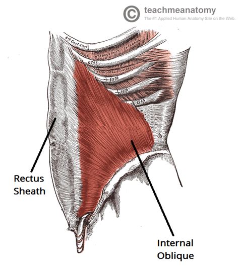 Male abdominal muscle anatomy abdominal muscles anatomy. Internal Obliques: Learn Your Muscles - Custom Pilates and ...
