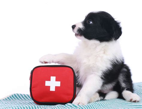 What You Need To Know About The Best Dog First Aid Kits Natural Dog Owner