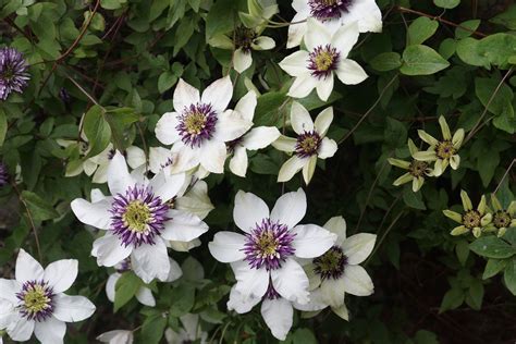 They soften the look of the landscape and protect your privacy while hiding unsightly views. Gardening 101: Clematis | Perennial flowering vines ...