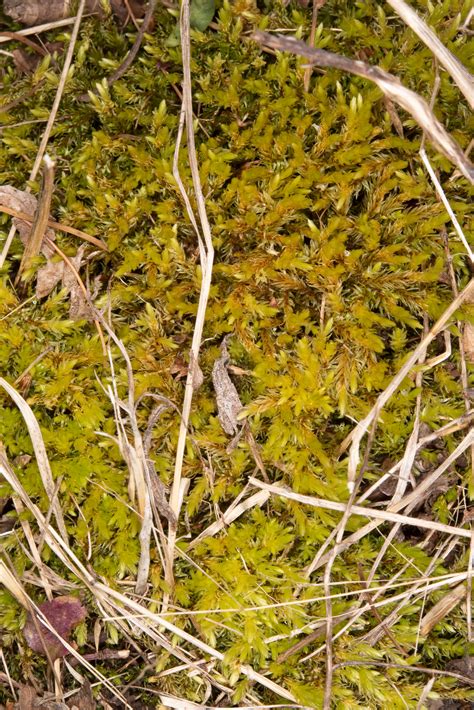 Aulacomnium Palustre Bog Groove Moss