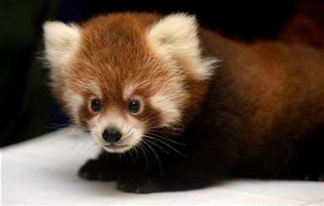 Female Red Panda Cub Tofu Makes Public Debut At Detroit