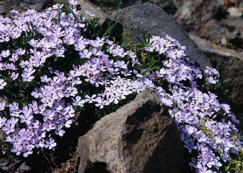 How To Plant Creeping Phlox For Ground Cover Home Guides Sf Gate