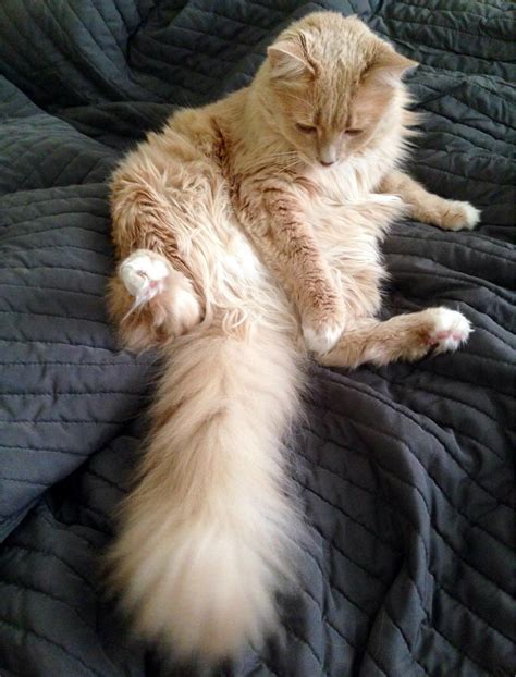Five Gorgeous Fluffy Cat Tail Pics Pet Radio Magazine