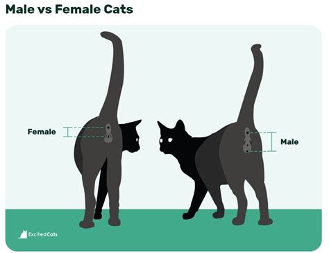 How To Tell If A Cat Is Male Or Female 3 Vet Approved Ways Hepper