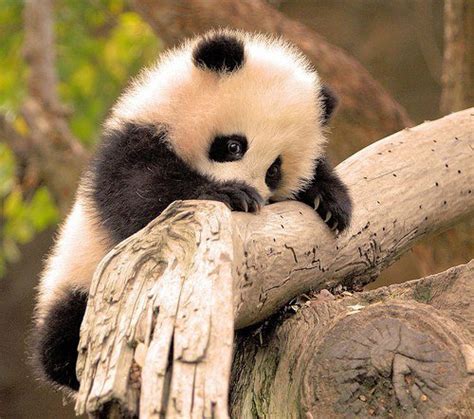 Cute Panda Sweet Baby Animals Booksandcatslover