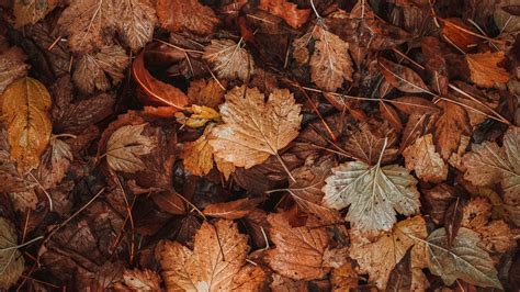 Download Wallpaper 1920x1080 Leaves Dry Brown Autumn Fallen Leaves