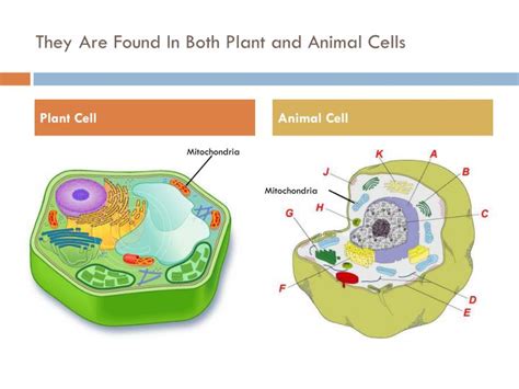 We did not find results for: PPT - Mitochondria PowerPoint Presentation - ID:1842234