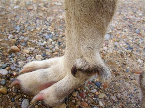 Find deals on products in dog supplies on amazon. Tail Docked And Dew Claws Removed - About Dock Photos ...