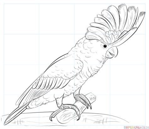 how to draw a white cockatoo step by step drawing tutorials