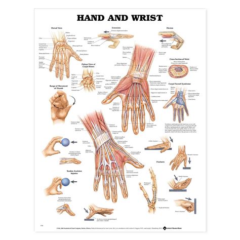 Hand And Wrist Anatomical Chart 20 X 26