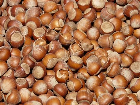 Hazelnuts Nature S Nutritional Powerhouses For Optimal Well Being