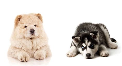 Chusky Is The Chow Chow Husky Mix Your Ideal New Pet