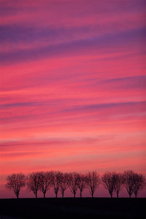 Treeline At Sunset Photograph By Pascal Goetgheluckscience Photo