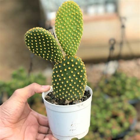 I hop, and when i hop, i never get off the ground. Opuntia Microdasys in 2020 | Bunny ear cactus, Cactus ...