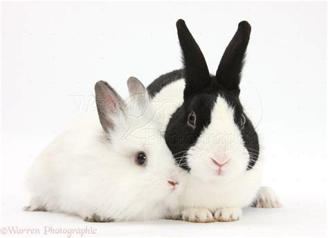 Black Dutch Rabbit And White Baby Bunny Photo Wp37332