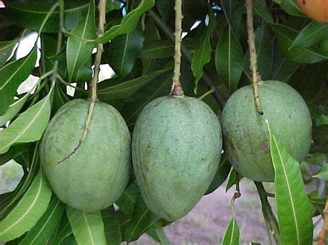 Cumberland farms, merritt island, brevard county, florida, united states — location on the map, phone, opening hours, reviews. PlantFiles Pictures: Mango 'Julie' (Mangifera indica) by ...