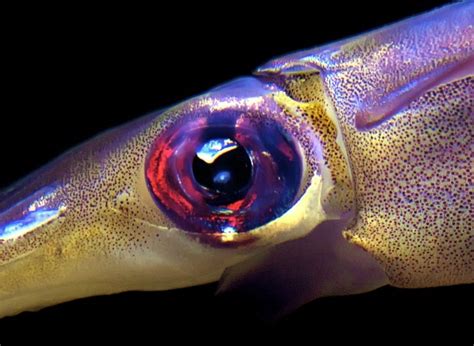 You might be able to tell because the giant squid is supposed to be larger giant squid are actually giant. Do giant squid have two eyes? Yes, they have 2. But it is ...