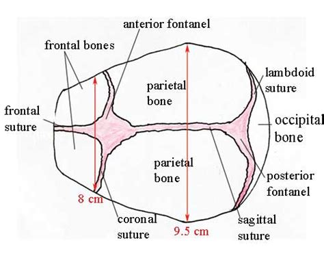 Regions And Landmarks In The Fetal Skull Facing To The Left As Seen