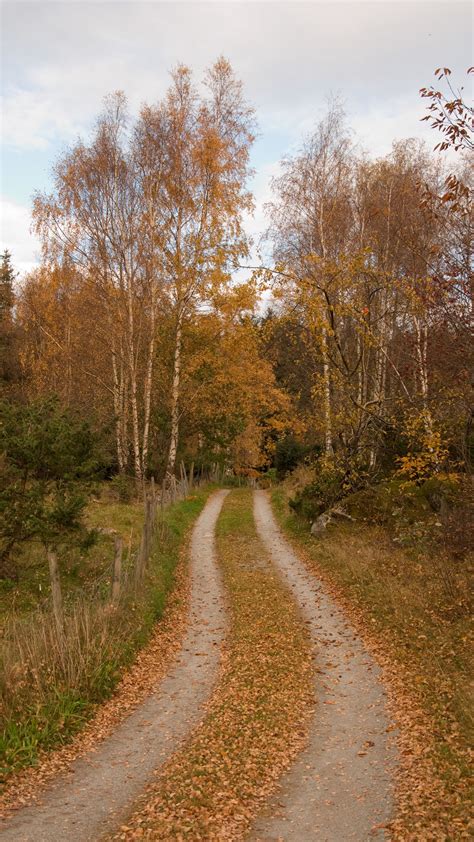 Download Wallpaper 1440x2560 Forest Path Trees Leaves Autumn