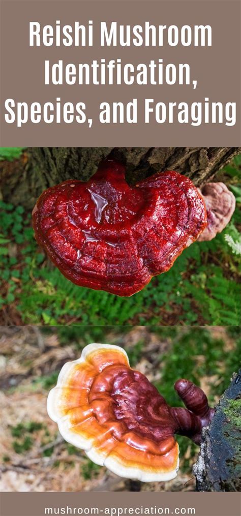 Reishi Mushroom Identification Species And Foraging Mushroom