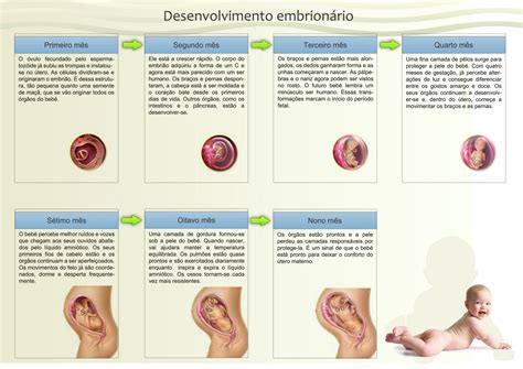 Etapas Do Desenvolvimento Embrionario