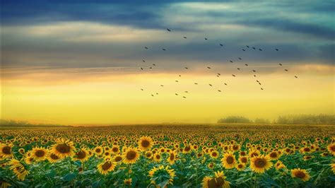 Sunflowers Field With Back Of Yellow And Cloudy Skin And Flying Birds