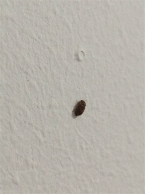 tiny brown bugs in house f