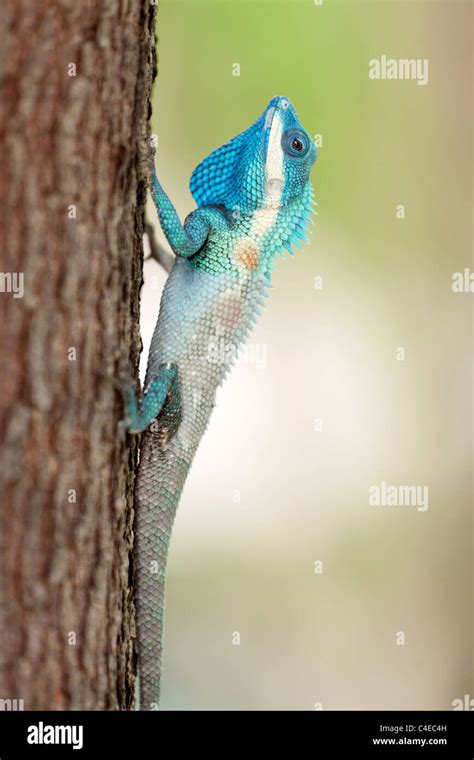 Blue Crested Lizard Calotes Mystaceus Hi Res Stock Photography And