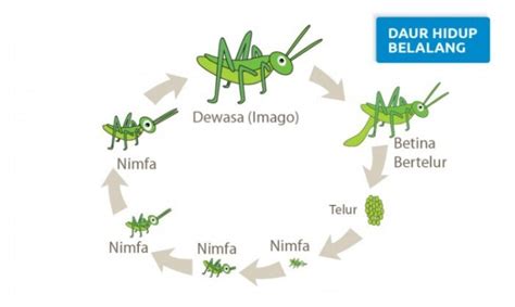 Rangkuman Materi Contoh Soal Pembahasan Daur Hidup Dan Metamorfosis Hewan SD My Brain