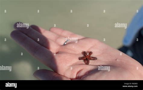 Baby Starfish In The Palm Of A Hand Stock Photo Alamy