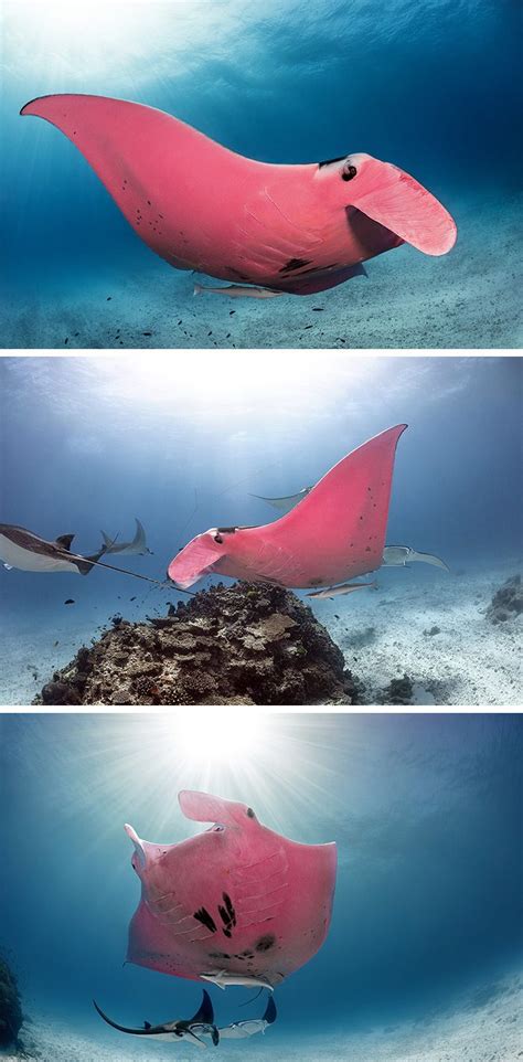Amazing Underwater Photographs Capture The Worlds Only Known Pink