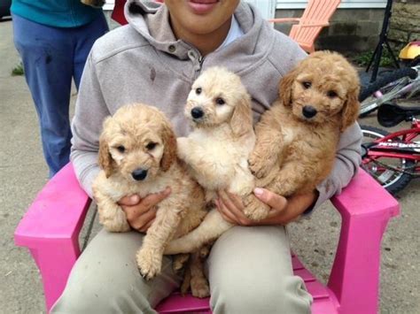 An adorable mix between the golden retriever and poodle, goldendoodles are the ultimate combination of good looks, smart wits, and playfulness. Darling Mini Goldendoodle Puppies for Adoption - 6 Weeks ...