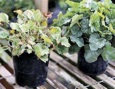 Plant diseases reduce both quantity and quality of plant products. How to Avoid the Most Common Nursery Mistakes